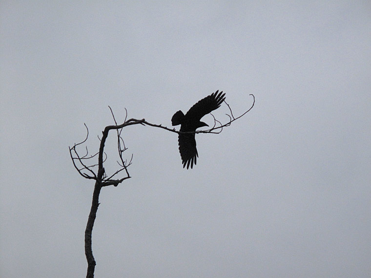 sentinel crow leaves perch, the one remaining tree in a clearcut