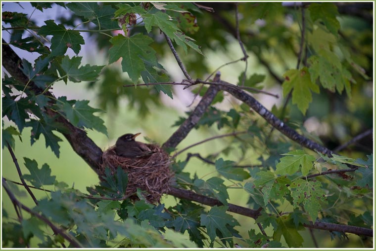 robin sitting on nest