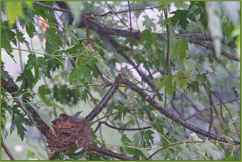 robin on her nest during a thunderstorm