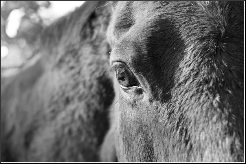 black and white pictures of horses. horse eye « Black and White