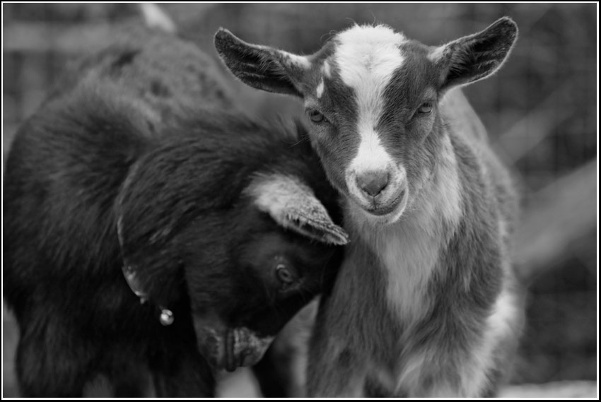 miniature goats