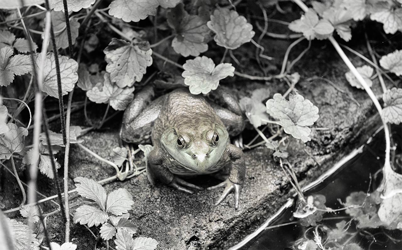backyard frog
