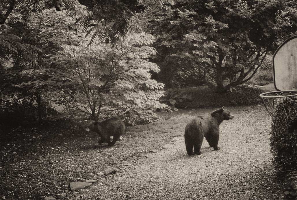 bear and cub