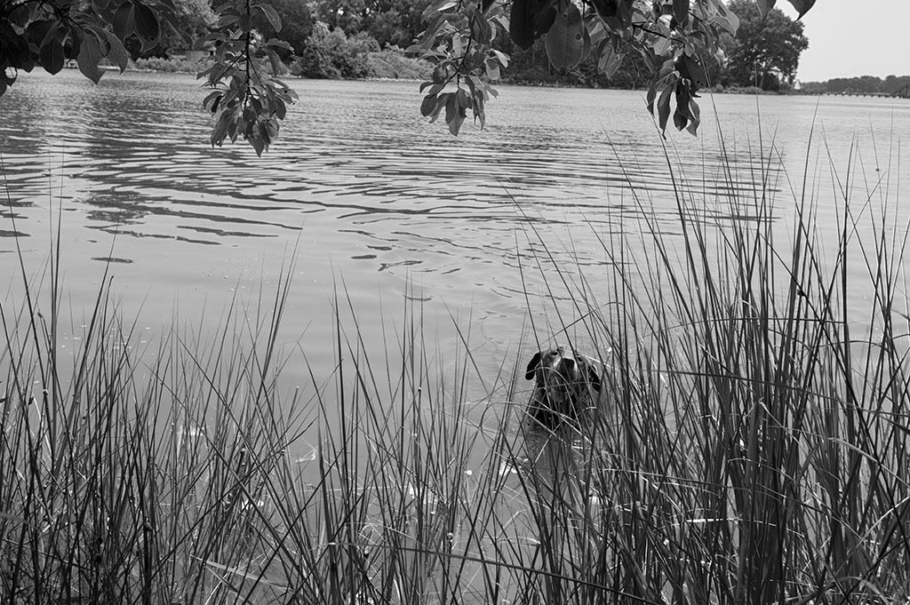 old dog swimming