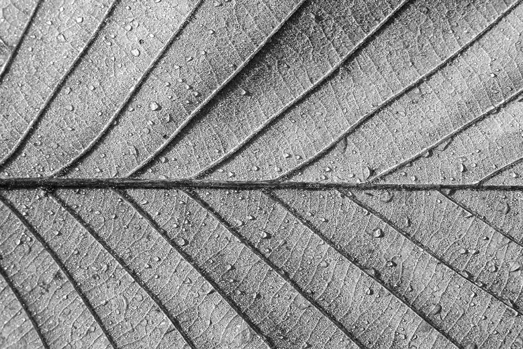 chestnut oak leaf