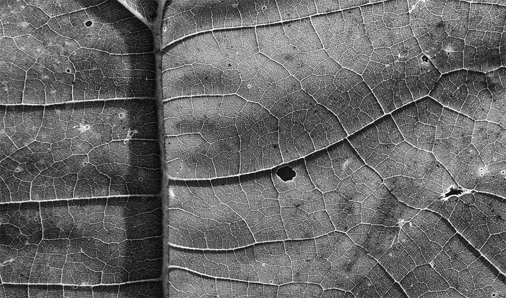 sycamore leaf