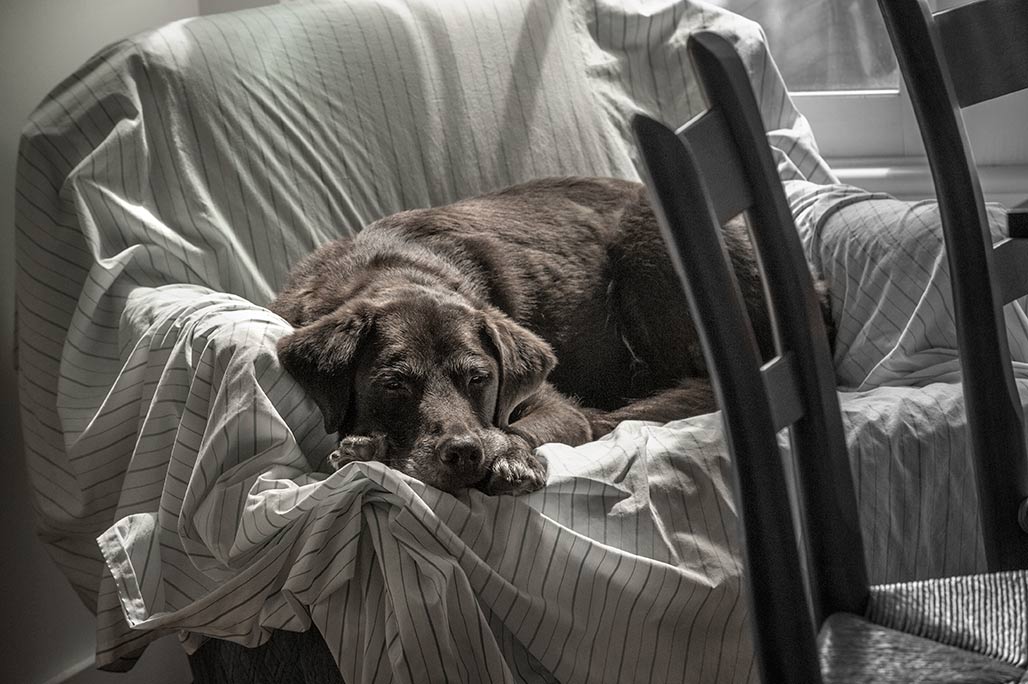 dog in chair