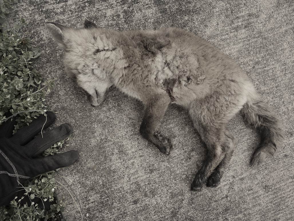 dead fox