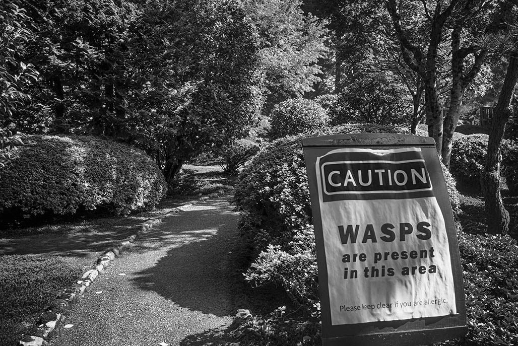 wasps sign