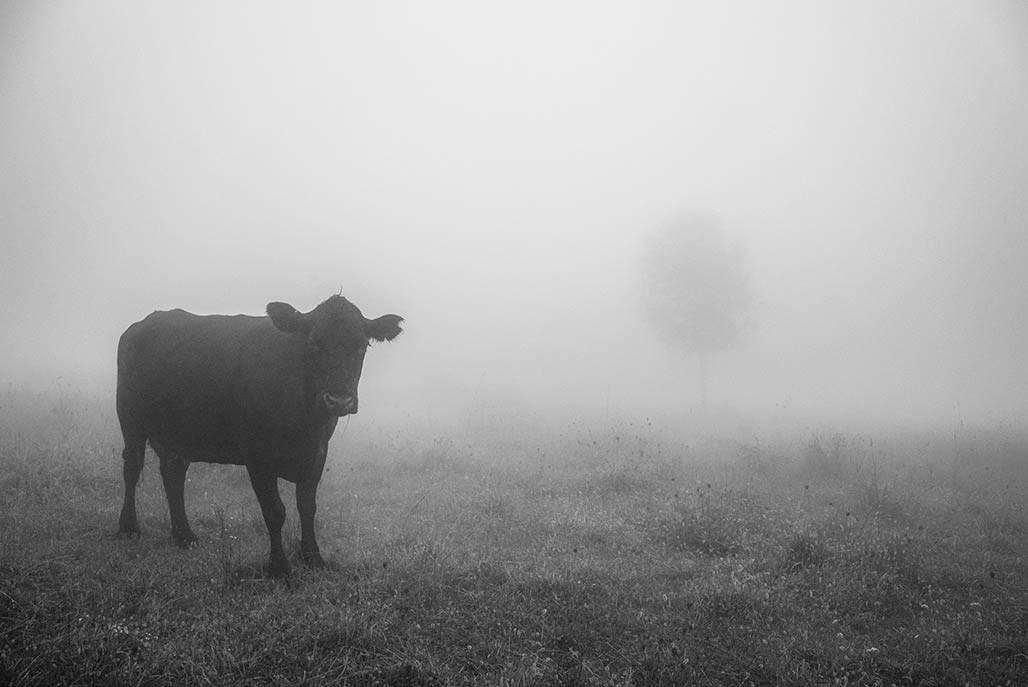 cow in fog