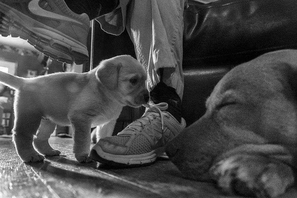 puppy and shoelace