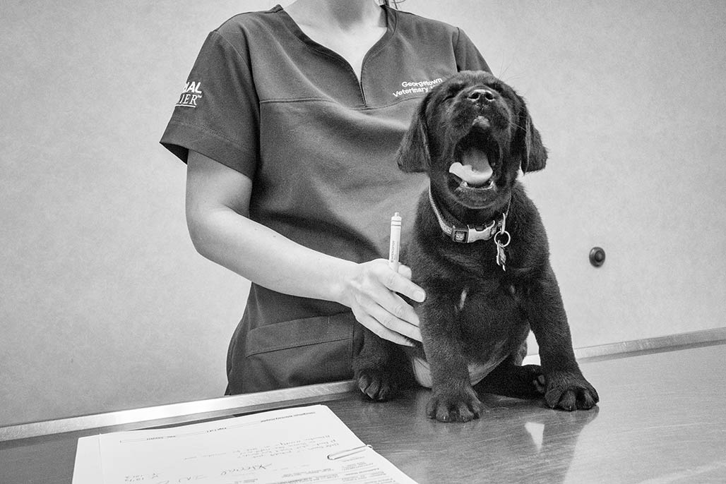 puppy on exam table