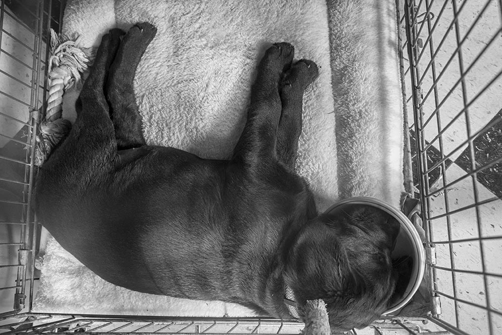Exhausted. Asleep in the foodbowl. Classic Labrador move.