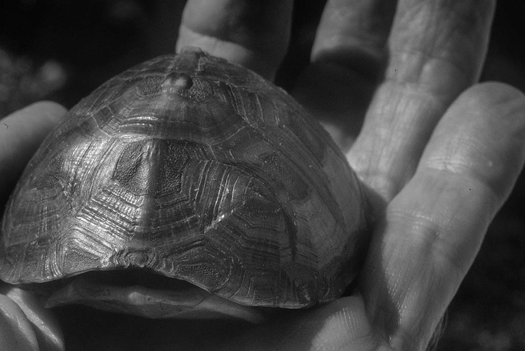 turtle hand
