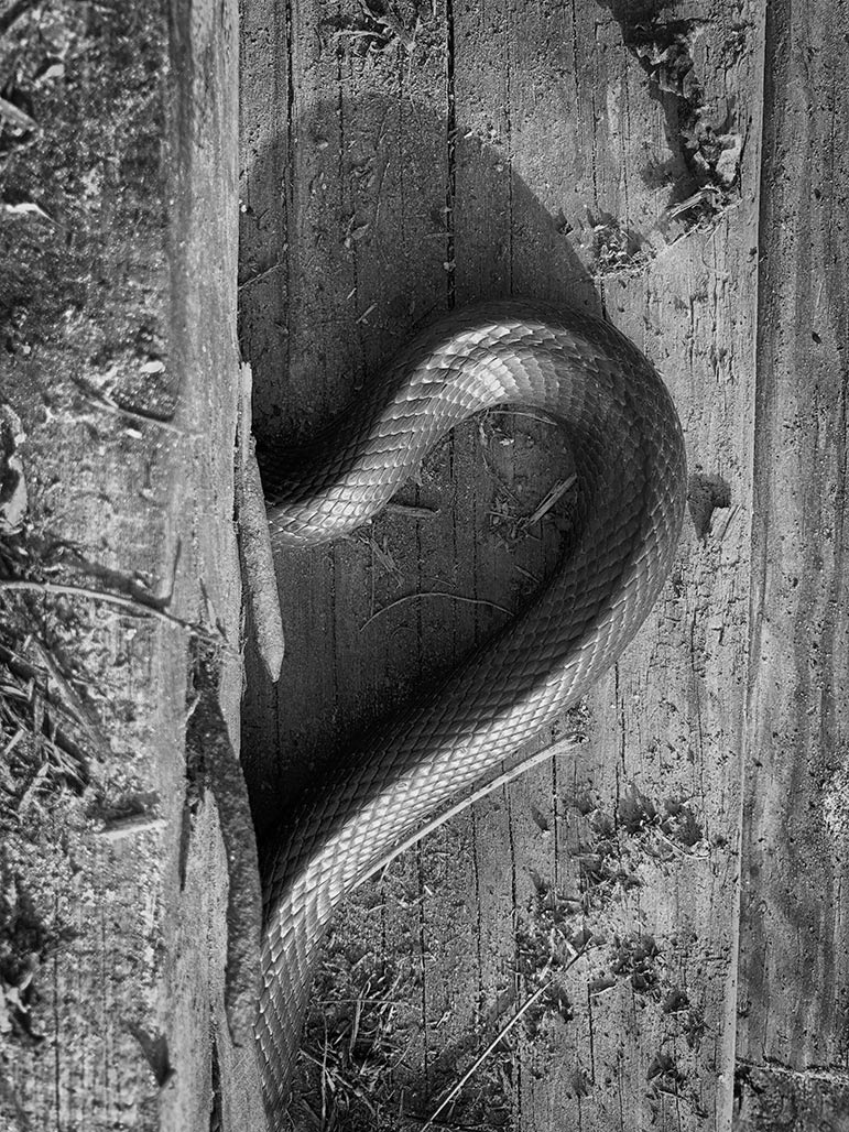 snake in woodpile