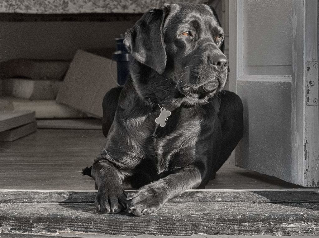 Labrador in the doorway, waiting