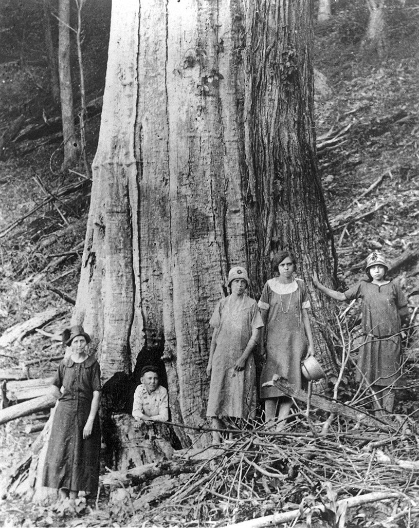 large dead chestnut tree
