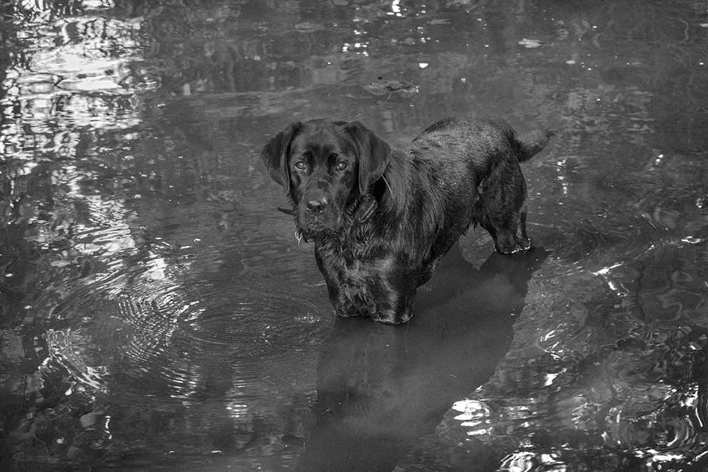 dog kneehigh in water