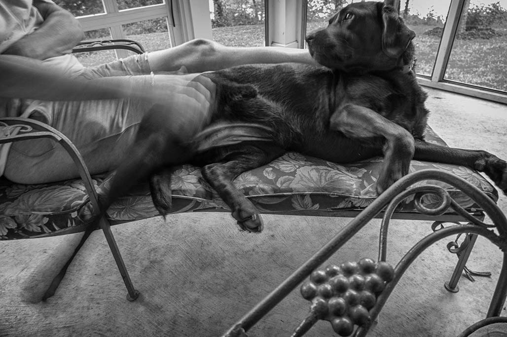 dog on chaise