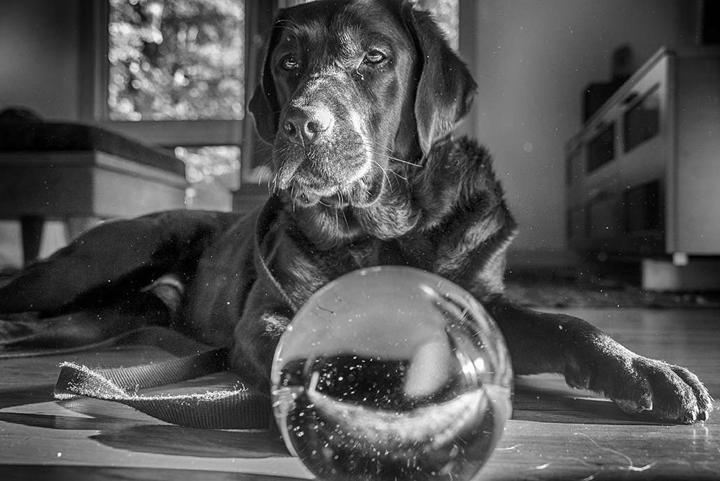 dog and crystal ball