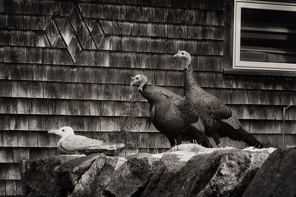 two turkeys and a concrete gull
