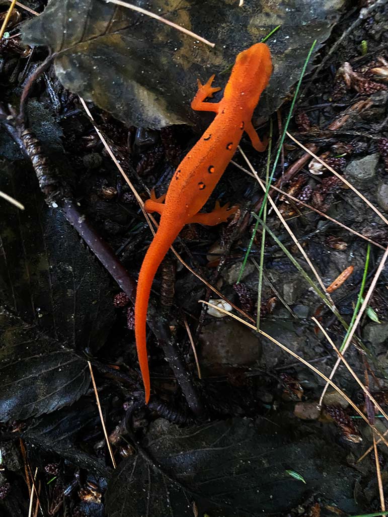 red eft crosses the road