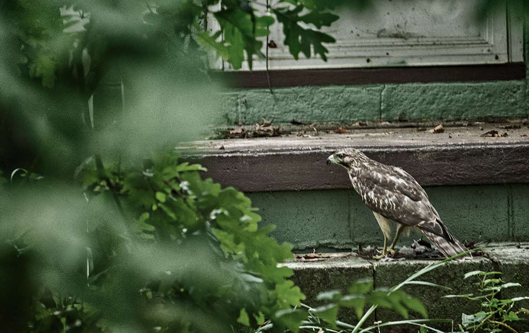  hawk on the doorstep