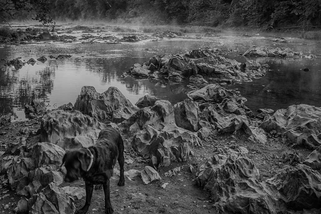 dog in a river bed
