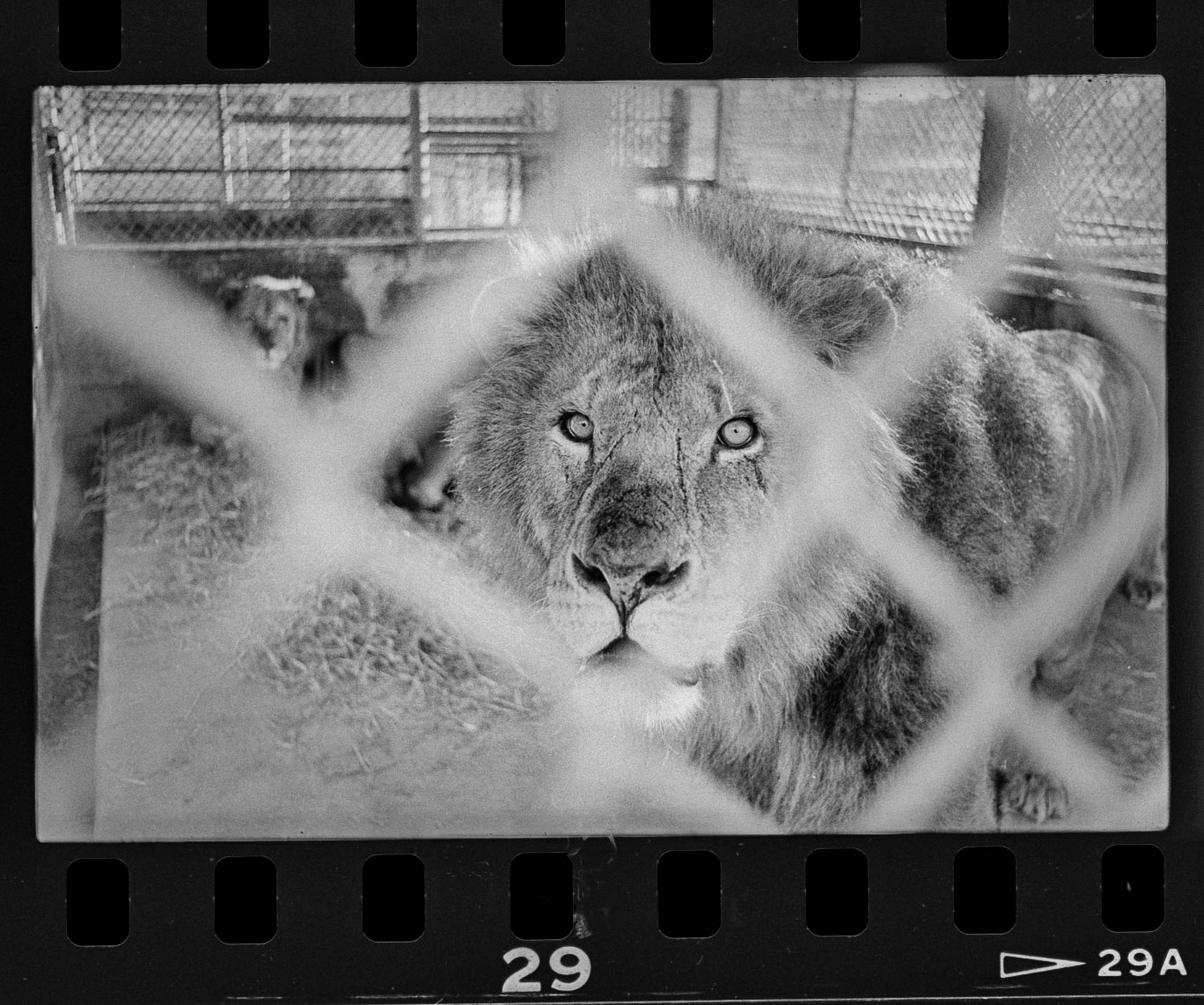 lion behind hurricane fence