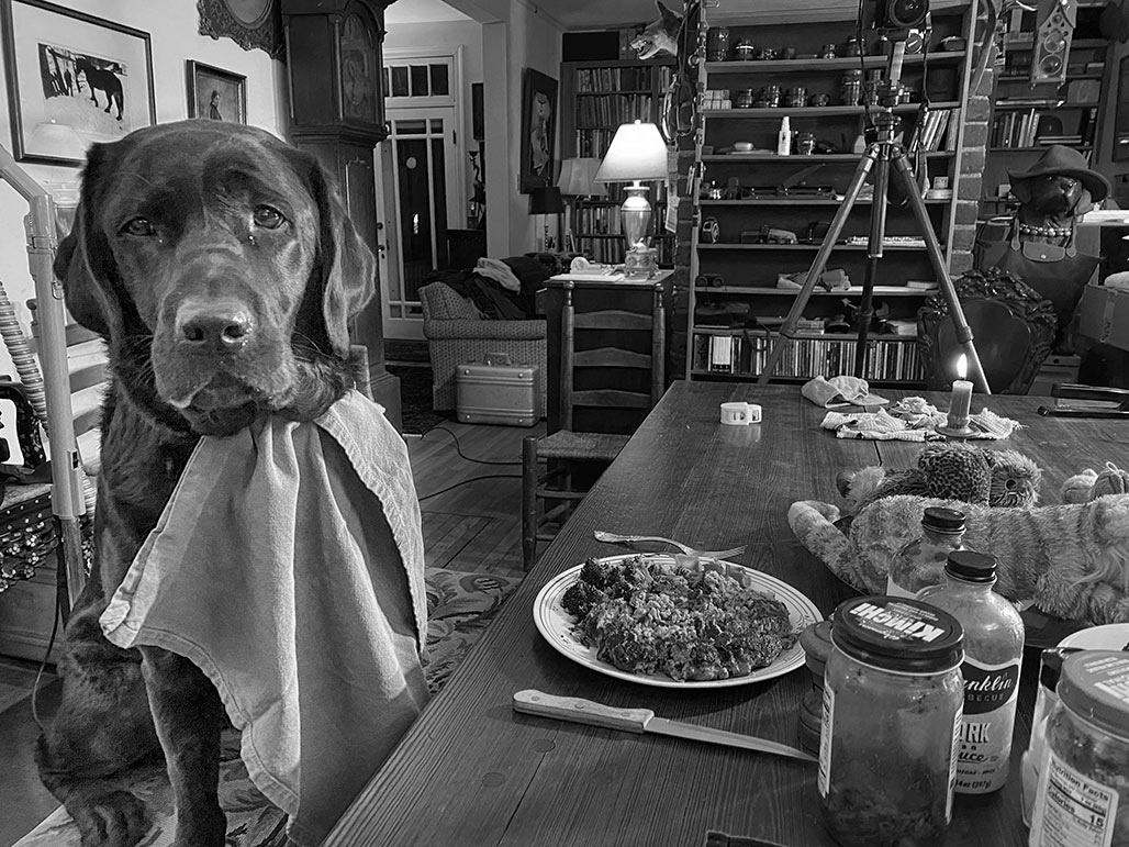 dog at the table