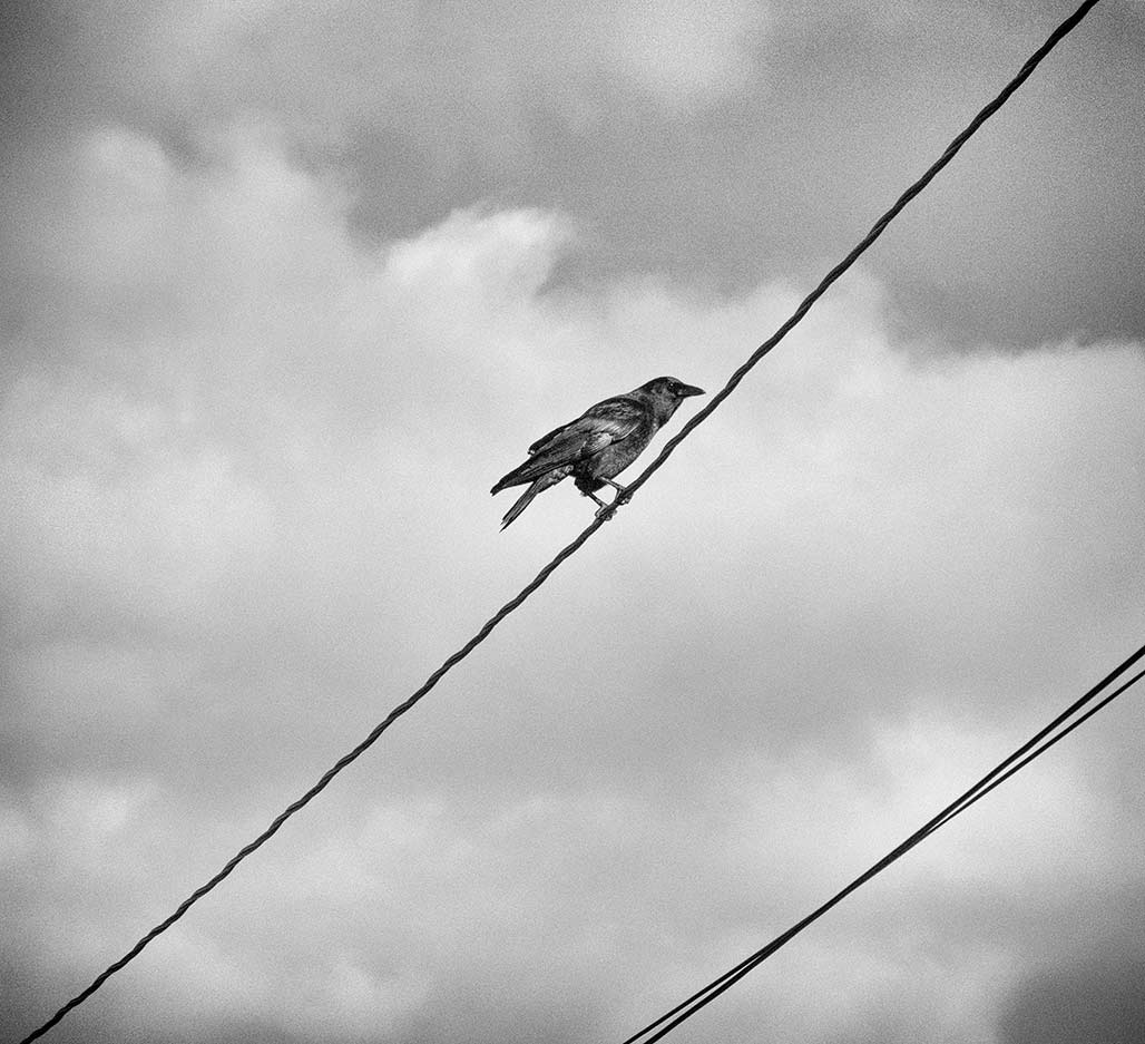crow on a wire