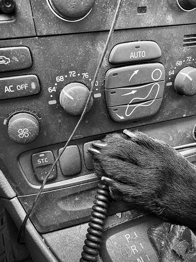 paw on Volvo console