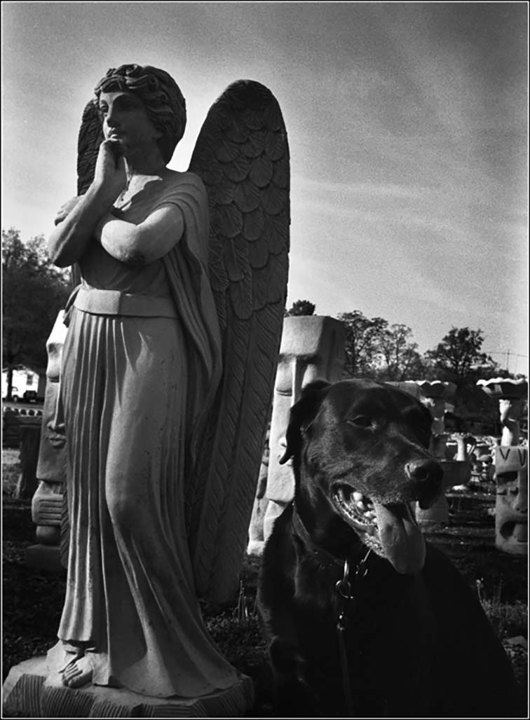 dog and angel