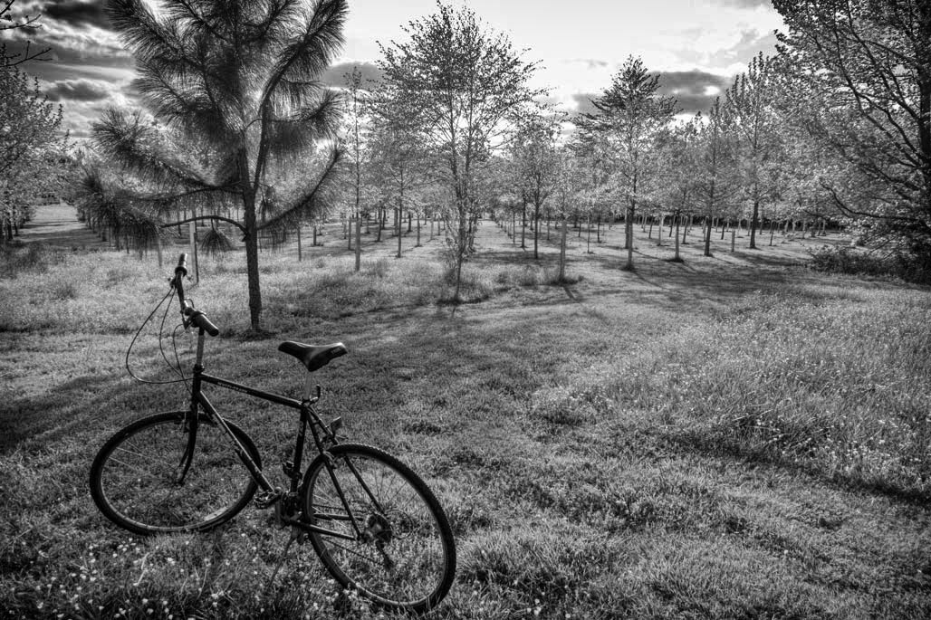 bicycle trees