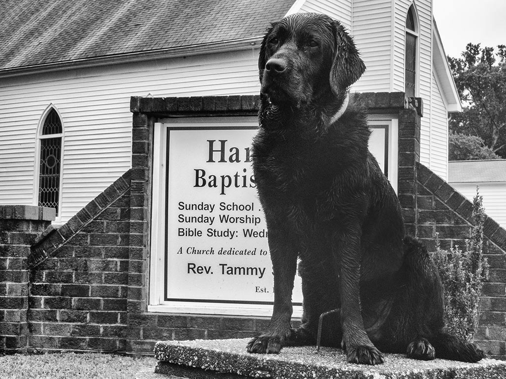dog church god