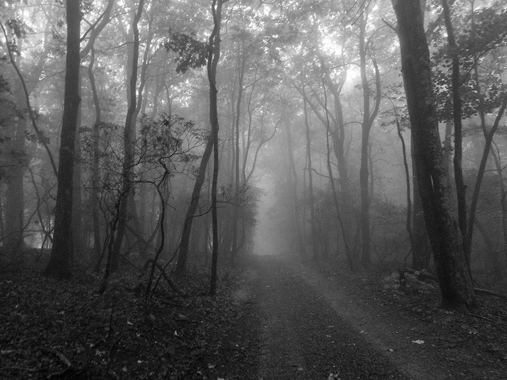 woods gravel road fog