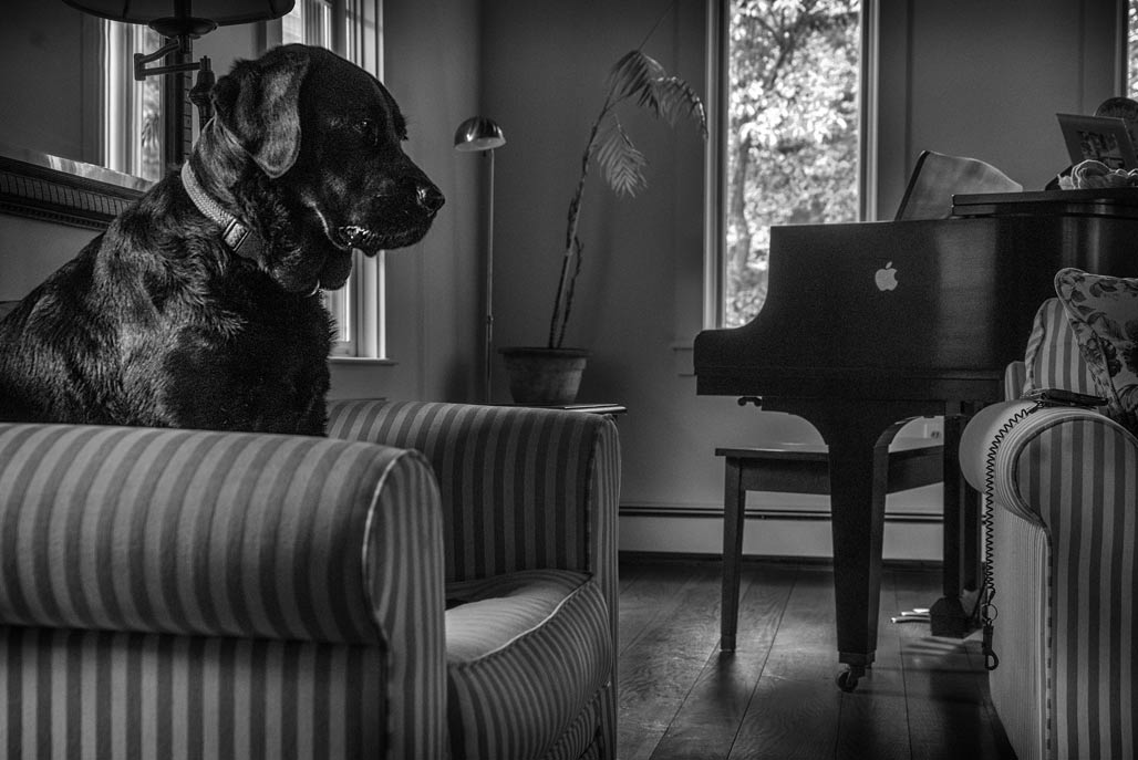 dog and piano