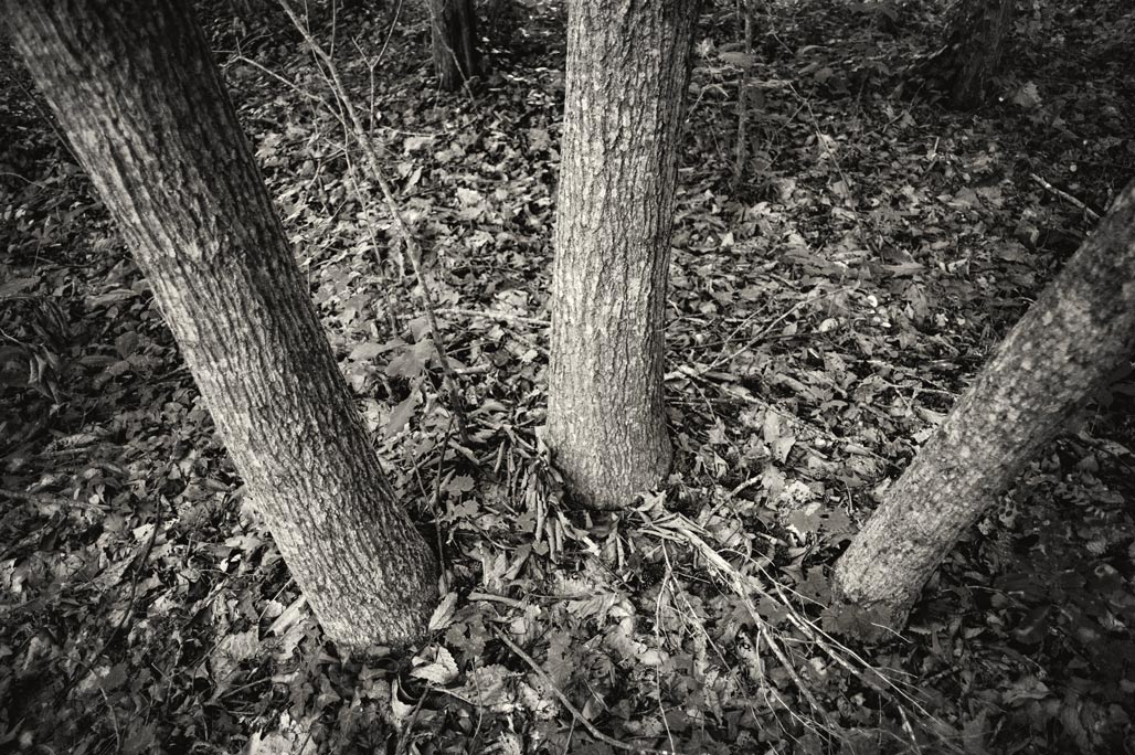 3 swamp chesnut oaks