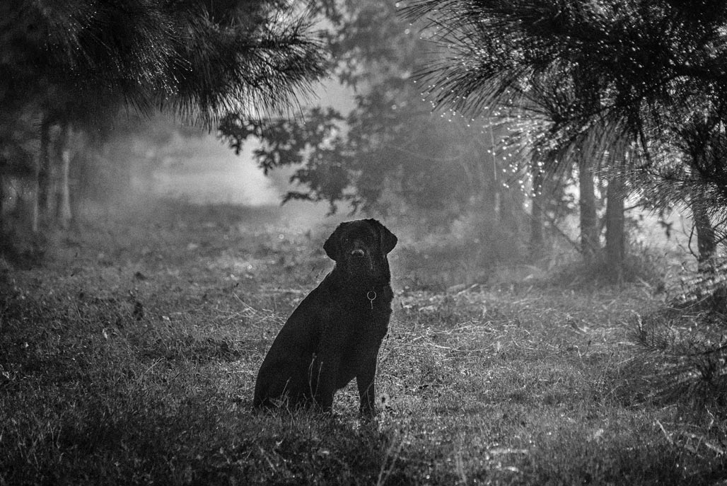 Black Labrador loblolly pines