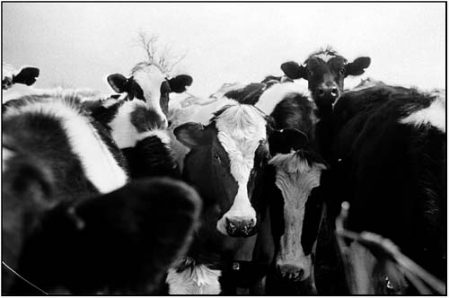 rosni farm herd,holstein cows