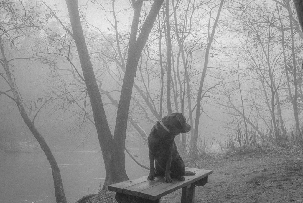 dog bench fog river