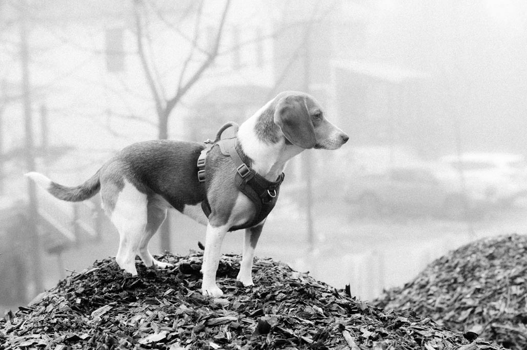 beagle climbs the mountain