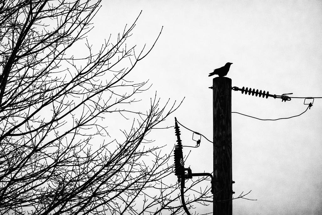 crow on a utility pole