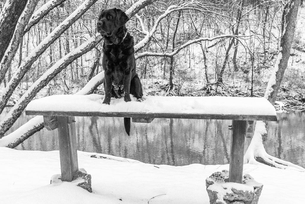 dog on a bench snow scene