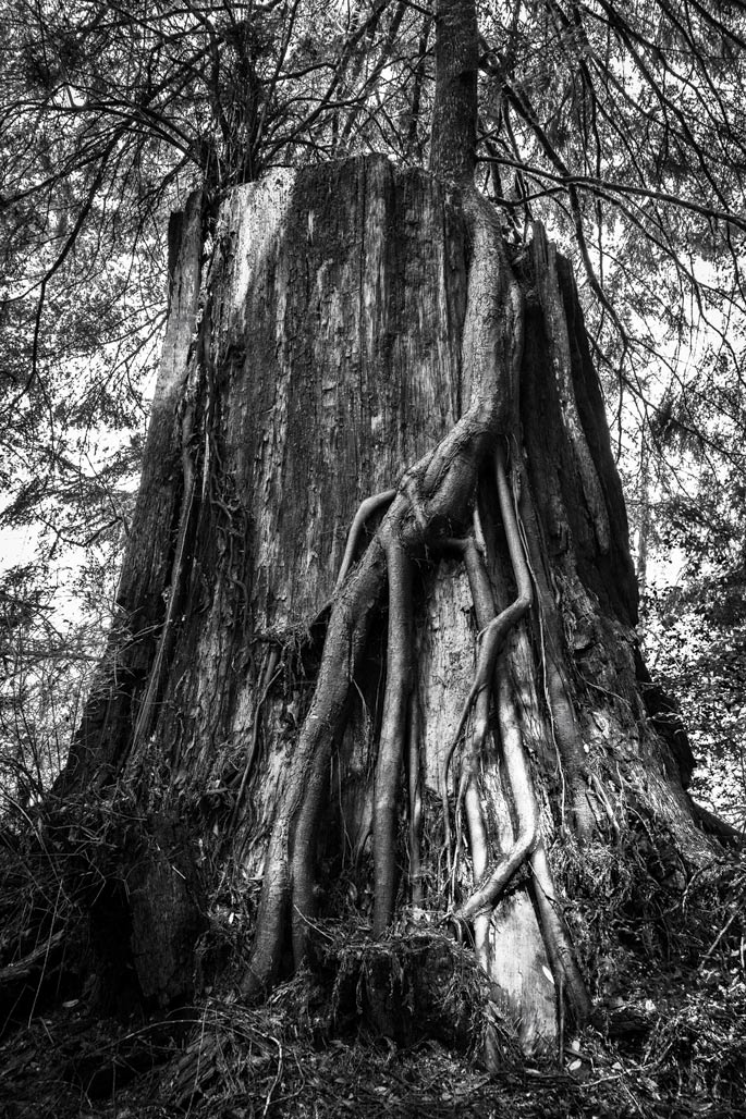 Sequoia sempervirens stump supporting a young tree