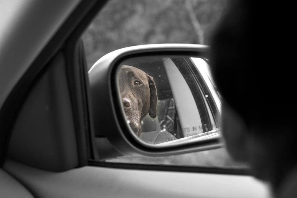 dog in a mirror